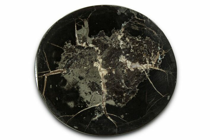 Polished Fish Coprolite (Fossil Poo) Nodule Half - Scotland #355258